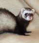 Talking ferret