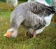 Goose