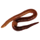 Earthworm