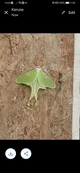 Moth 