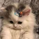 Cute cat