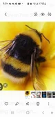 Fluffy bee