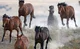 Herd of Horses
