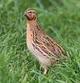 Common quail