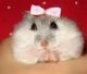 Pretty hamster 