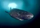 Greenland shark 