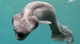 Frilled shark