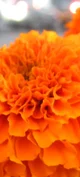 Marigold
