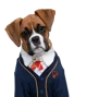 Spark Pup academy