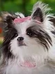 Oppsie Pup Academy