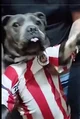 Chivas DOG