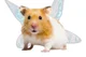 Flying hamster