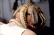 Xenomorph Facehugger