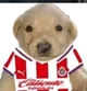 Perro chivas 