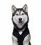 DOG Pup Academy