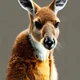 Kangaroo image react