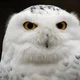 Winter owl