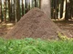The Ant Hill 