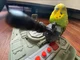 Hank the Tank