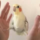 Bawk 