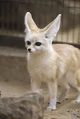 Fennec Fox