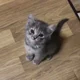 Cute kitten