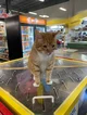 RANDOM PET SHOP CAT