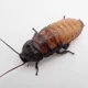 A Cockroach