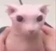 Bingus