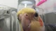 Cockatiel Candy