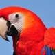 A Parrot