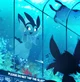Aquarium Vaporeon