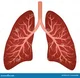 Lungs 