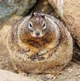 Fat Squirrel 