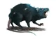 rat