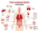 Human body RPG