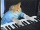 Piano Cat Old