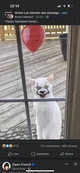 pennywise lookin cat
