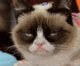 Grumpy Cat