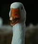 GUSSY THE GOOSE