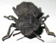 ironclad beetle