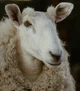 SAMUEL THE SHEEP