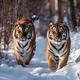 200 female tigers 