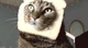 Bread Cat