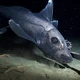 Chimaera
