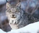 Lynx