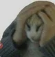 OH NO cat
