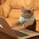 Computer Cat
