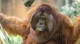 Orangutan