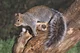 gray squirrel